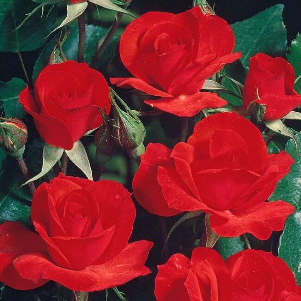 LA SEVILLANA ® Meigekanu